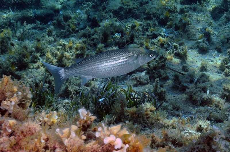 Chelon labrosus da l''Asinara